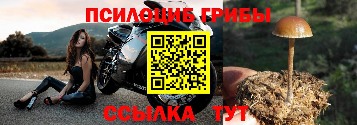Псилоцибиновые грибы Psilocybe Воронеж